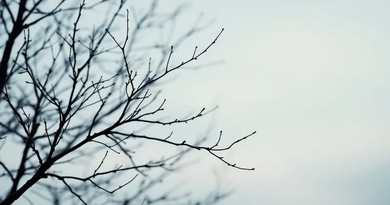 Bare winter branches against a pale morning sky (illustration)