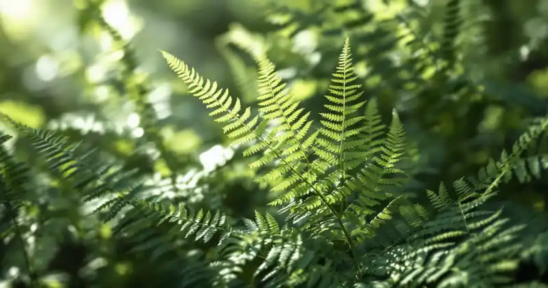 Fresh green ferns in soft dappled light (illustration)
