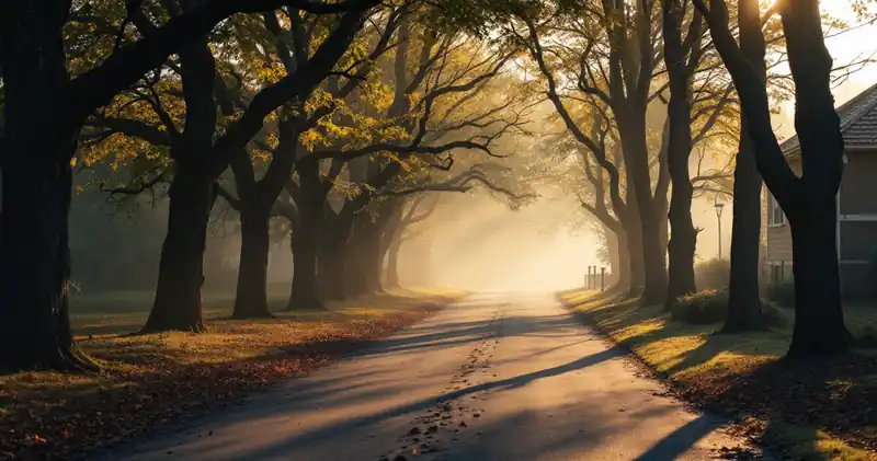 A quiet tree-lined lane in early morning light (illustration)