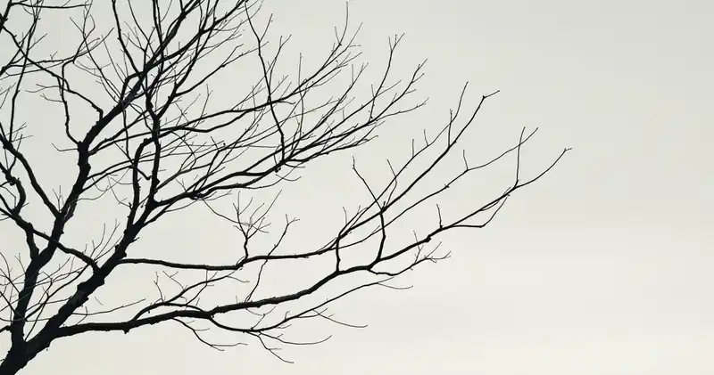 Bare branches against a pale sky (illustration)
